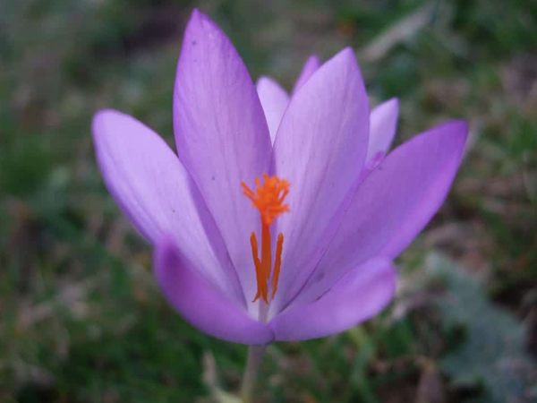 Flor del azafrán